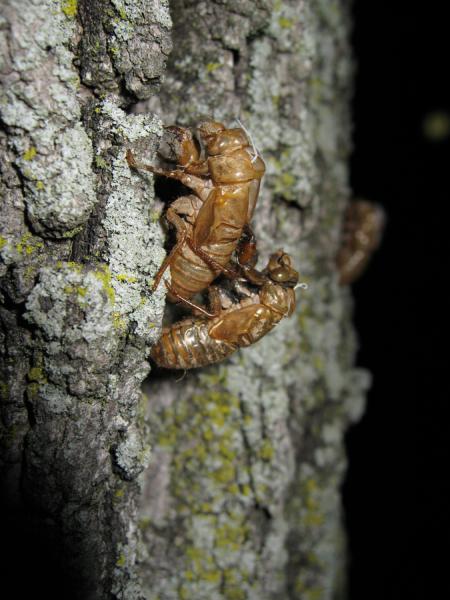 17 year Brood XIV cicadas