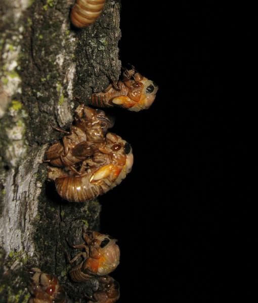 17 year Brood XIV cicadas