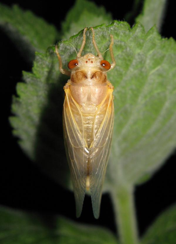 Light on the pronotum - Cicada Mania