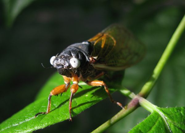 White eyed 17 year cicada