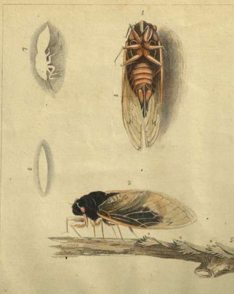 Notes on the Locusta; Septentrionalis americanae decem septima
