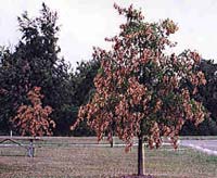 flagging caused by cicadas