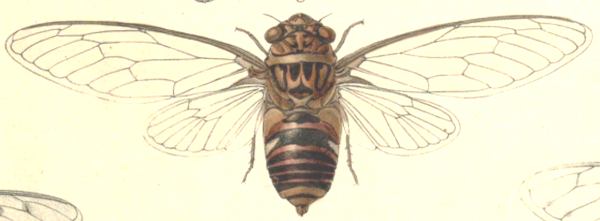 Cicada taglica