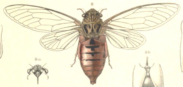 Cosmopsaltria tripurasura