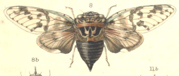 Peciliopsaltria hampsoni