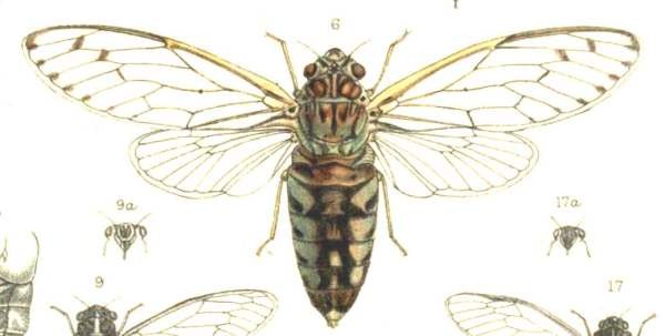 Terpnosia stipata