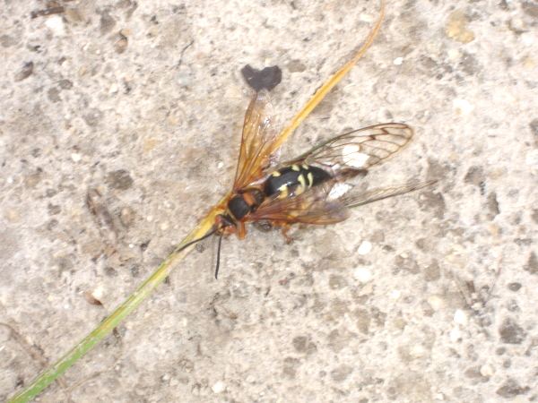 Cicada Killer Wasp with Cicada in tow by Joe Green