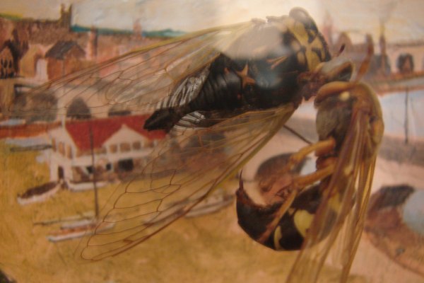 Cicada vs. Cicada Killer Wasp by David Wilson
