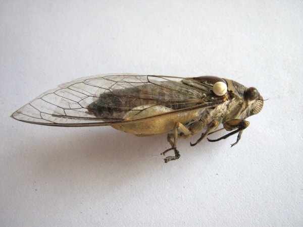 New Cicada Photos from Santisuk Vibul in Thailand.