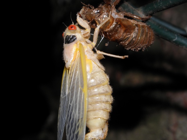 Teneral Cicada