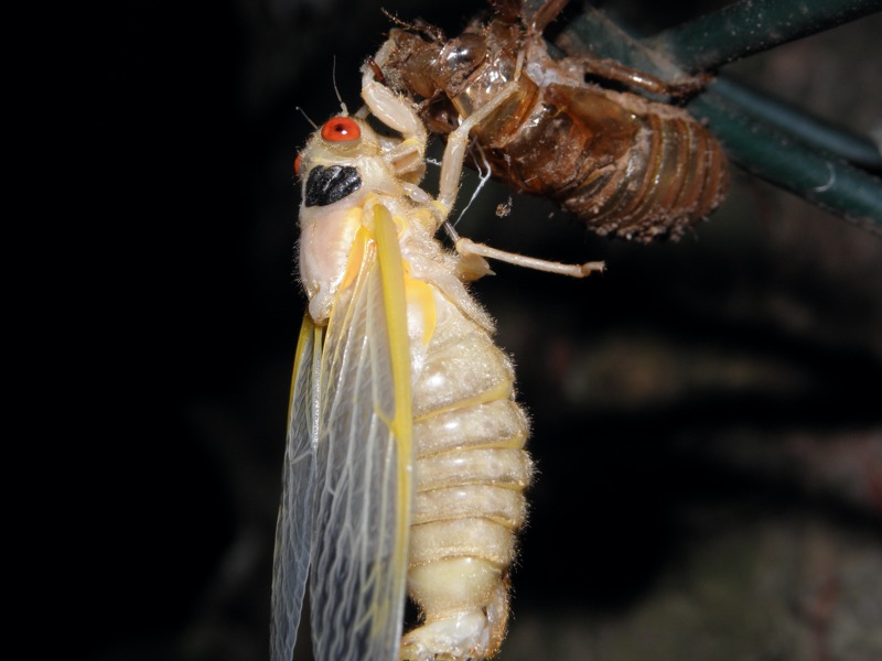 Molted Male Magicicada septendecim