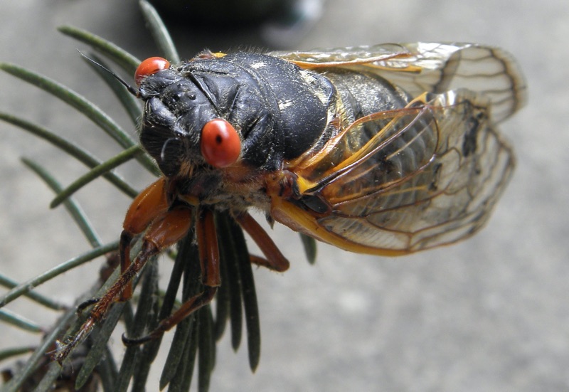 Male Magicicada septendecim