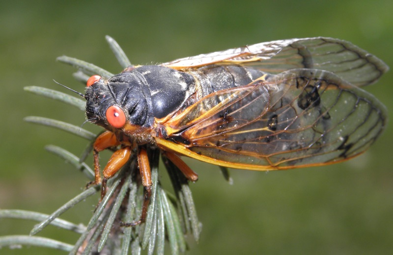 Male Magicicada septendecim