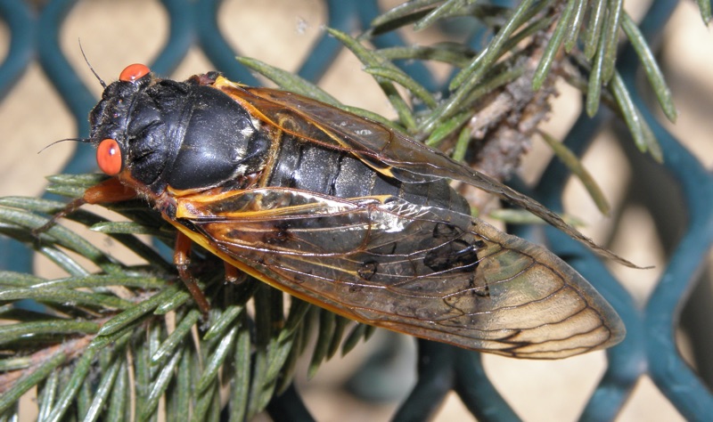 Male Magicicada septendecim