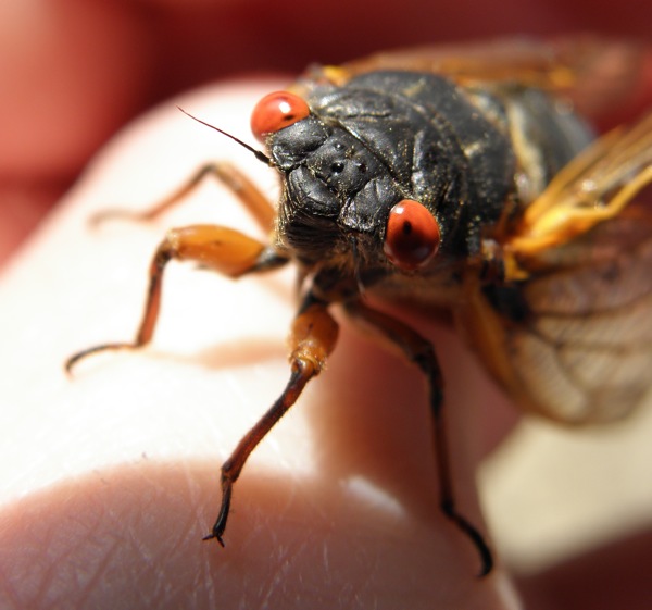 Face of an adult cicada