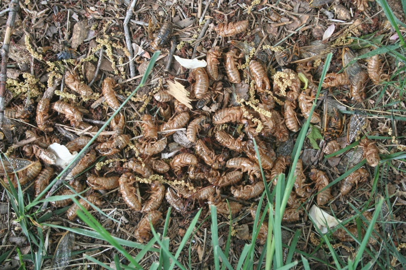 Big pile of cicada skins