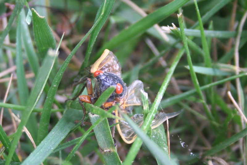 Magicicada with damaged wings