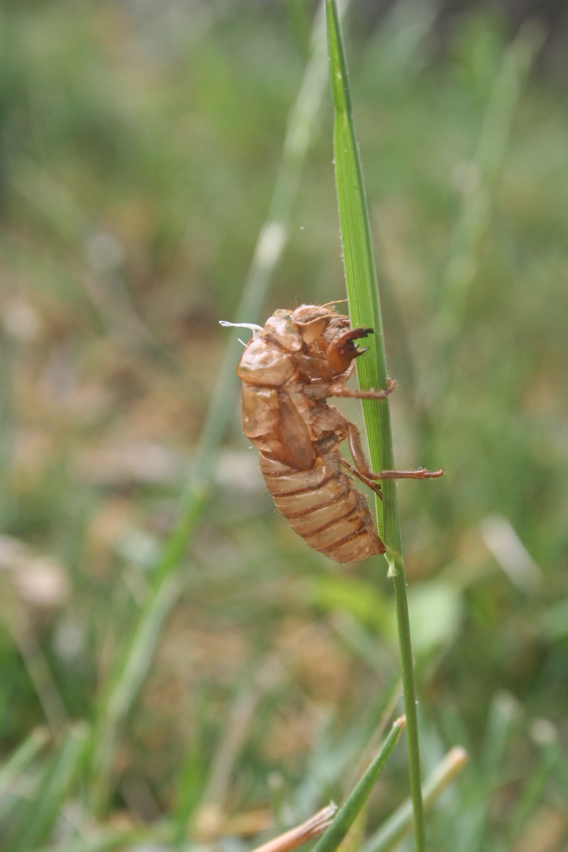 Magicicada Exuvia