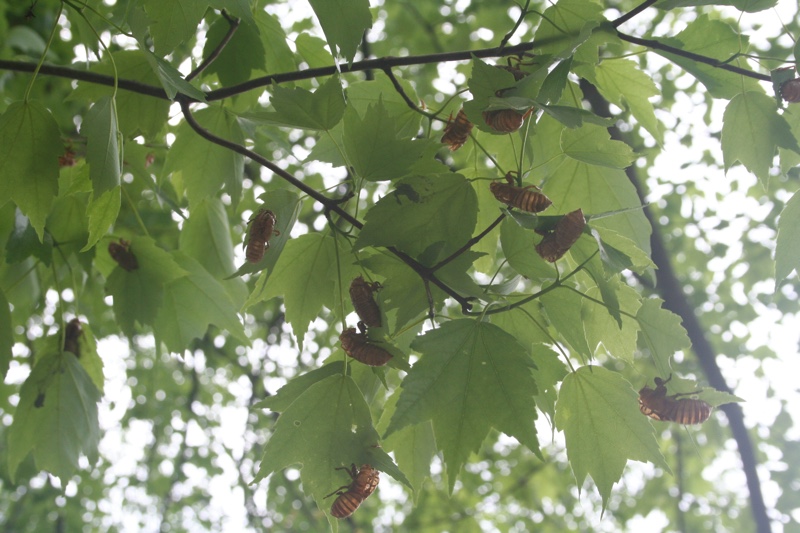 Exuvia/skins on leaves