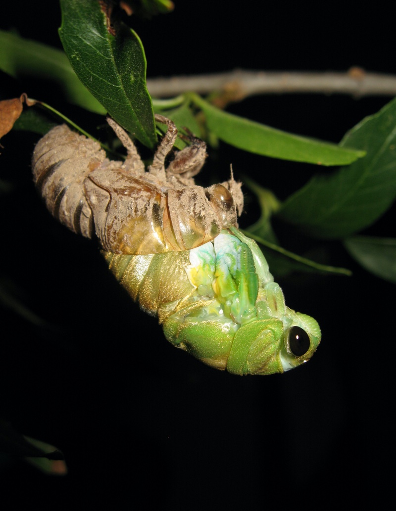 Molting Neotibicen superbus from Texas photo by Roy Troutman