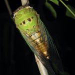 Neotibicen superbus from Texas photo by Roy Troutman 2