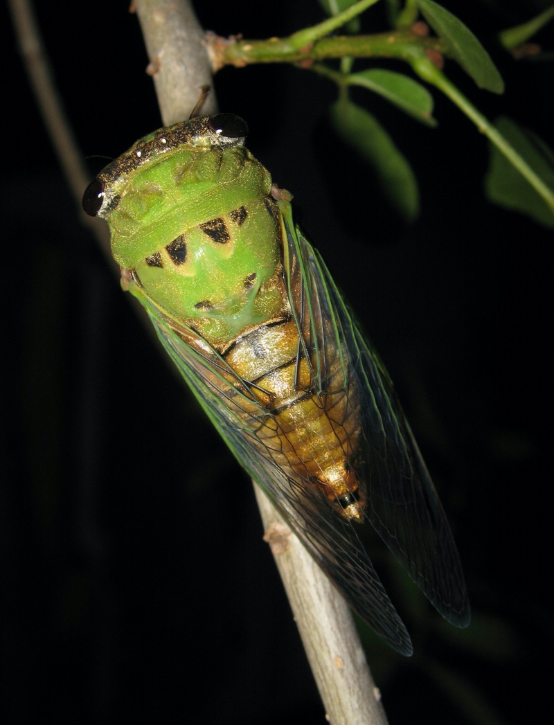 Neotibicen superbus from Texas photo by Roy Troutman 2