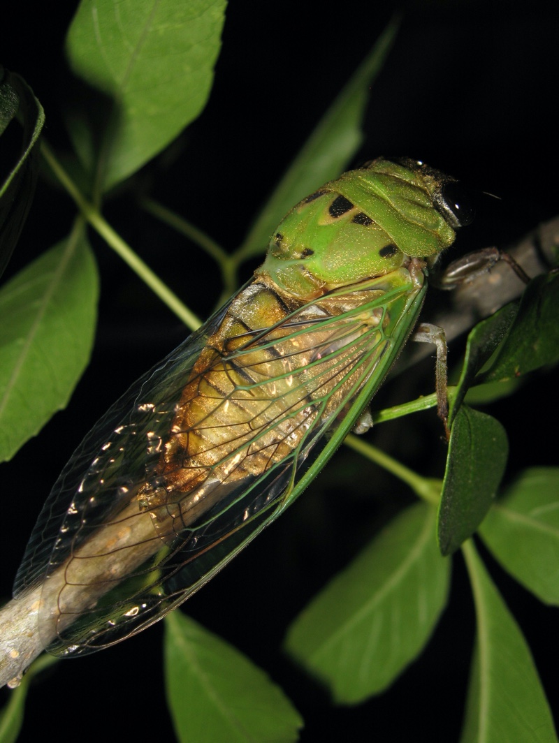 Neotibicen superbus from Texas photo by Roy Troutman