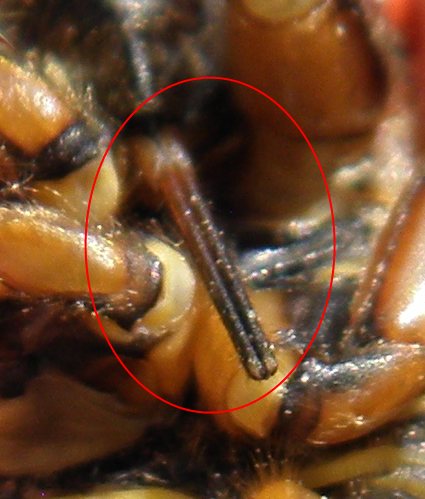 cicada mouth part
