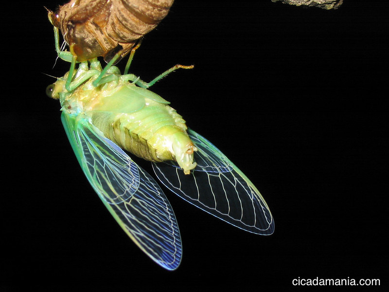 Tibicen cholormera Cicada by CicadaMania.com
