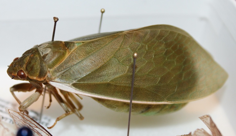 Bladder Cicada