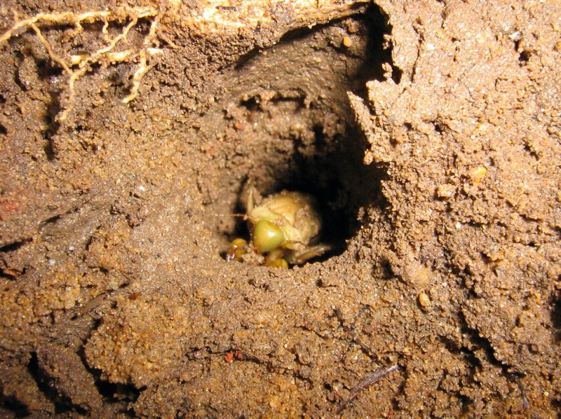 immature cicada in tunnel photo by Santisuk Vibul