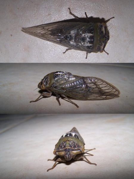 Chonosia crassipennis
