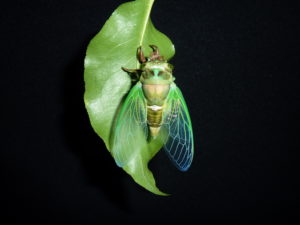 Female teneral Neotibicen tibicen by Elias Bonaros