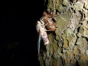 Neotibicen canicualris eclosing in Lakewood NJ 2