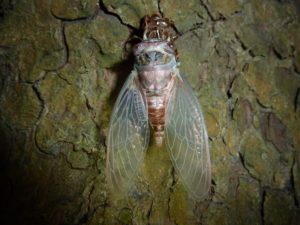 Neotibicen canicualris eclosing in Lakewood NJ 3