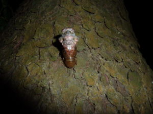 Neotibicen canicualris eclosing in Lakewood NJ