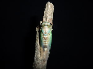 Neotibicen lyricen
