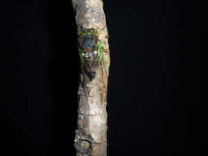 Neotibicen tibicen by Elias Bonaros