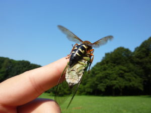 Cicada Killer Wasp and Neotibicen tibicen