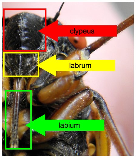 What do Cicadas Eat and Drink?