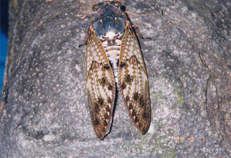 Graptopsaltria nigrofuscata