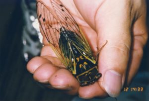 Male Auritibicen japonicus (formerly Tibicen japonicus, Lyristes japonicus)