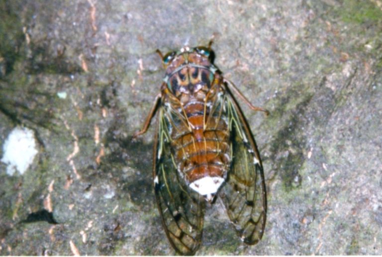 Cicadas of Japan Cicada Mania