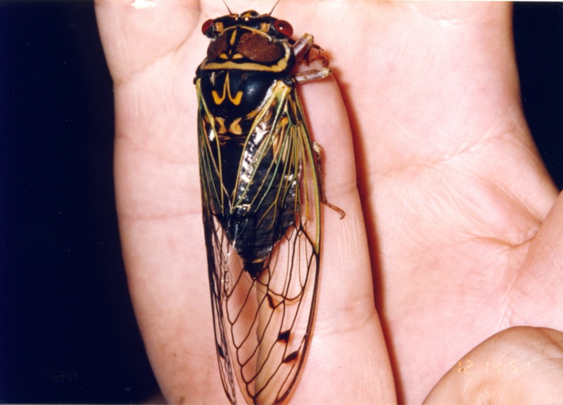 Male Auritibicen japonicus (formerly Tibicen japonicus, Lyristes japonicus)