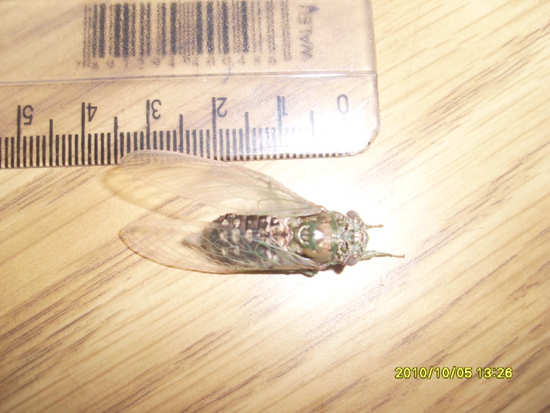 SL370387: got terrible pictures of this tiny cicada, but i can say the "M" mark on the back of it is yellow, same as the wing veins. Its belly is white, except in the middle of the abdomen, which is light brown. Same as SL370390, sings on the grass. Check the date on the picture (mid spring).