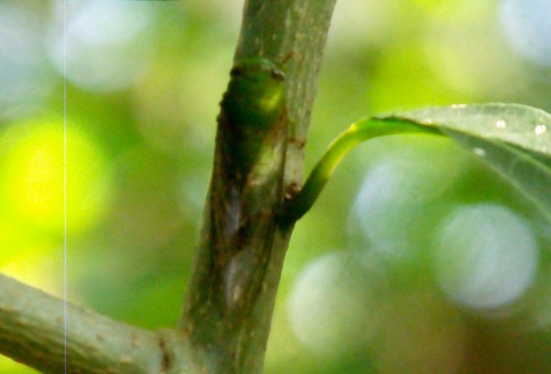 002: Green cicada with size about 1,5cm, probably genus Carineta. No song recorded