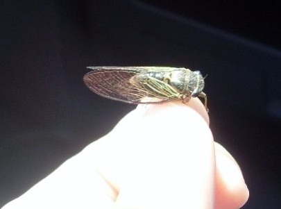 SL370390: This one was found singing in the grass (its song sounds like a Tibicen auriferus). Its size is about 1,7cm (3/4 in). Color dark green with yellow spots (including the veins in the wings).