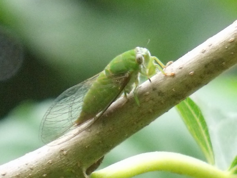 Jairo Green Cicada