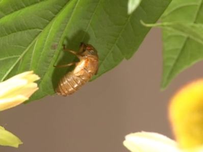 A nymph grabs hold of a leaf. 