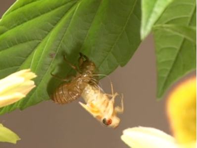 The cicada curls back, freeing its legs and spiracles.